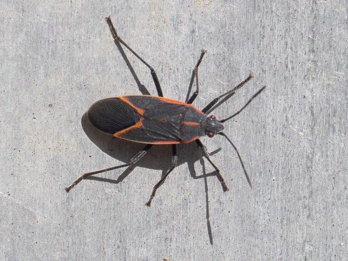 Boisea trivittata (Boxelder Bug).jpg